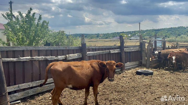 Телята телки