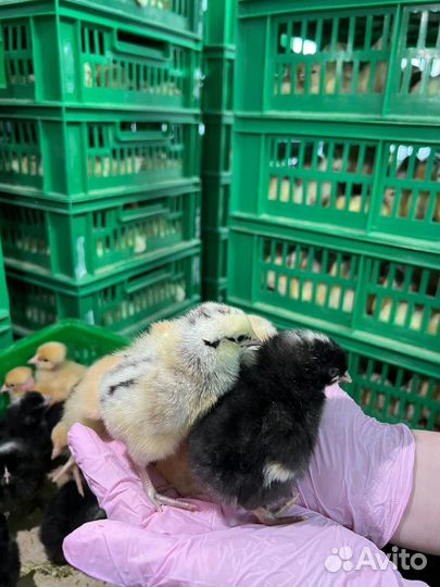 Суточные цыплята бройлеры Cobb-500 и Ross-308