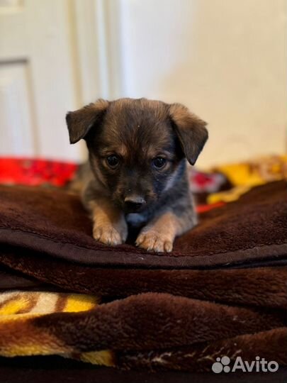 Собака в добрые руки отдам бесплатно