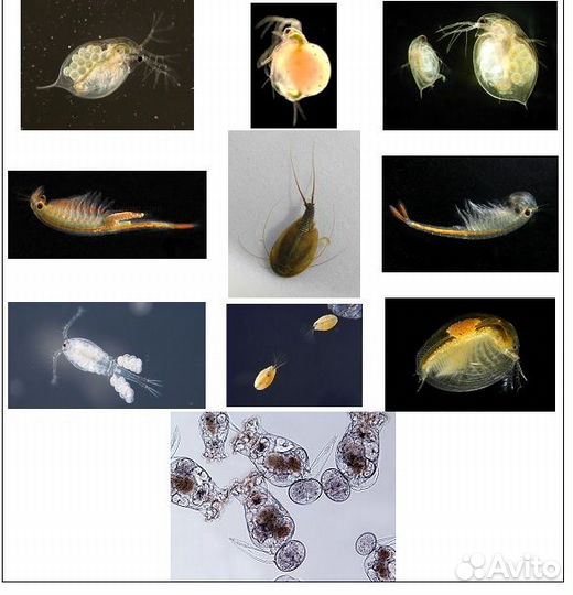 Посадочный материал для разведения живого корма