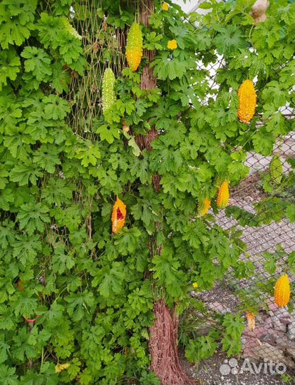 Момордика семена 10шт. 50рублей