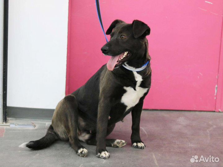 Небольшая Карен, стерилизована