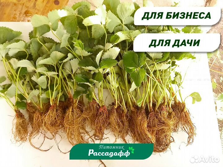 Рассада клубники фриго. Крупная ягода