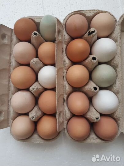 Домашние куриные яйца