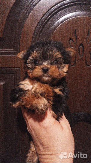Малыши йорики