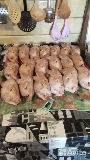 Утки и куры