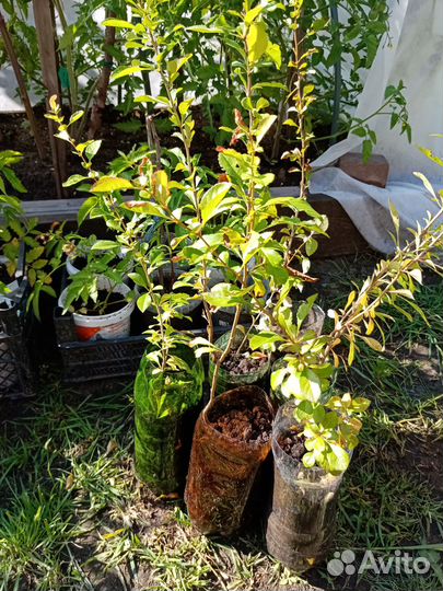 Тибетская малина, Японская айва, Голубика Река