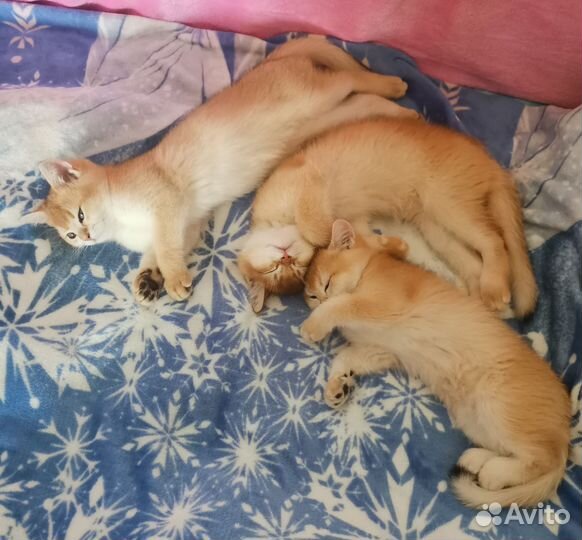 Шотландские котята