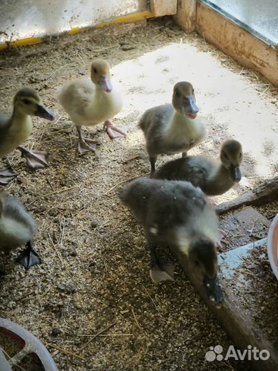 Индоутята голубые, лаванда