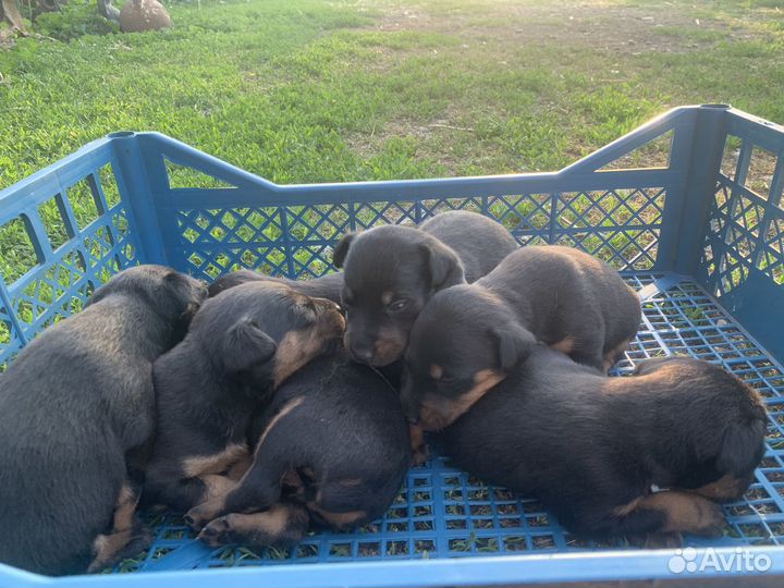 Щенки ягдтерьера