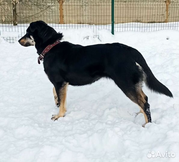 Собака в добрые руки