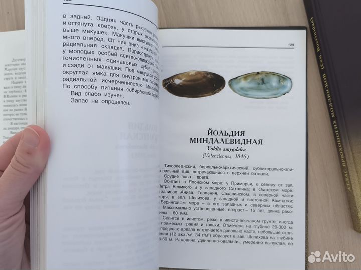 Атлас моллюски Дальневосточных морей