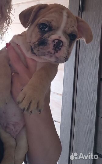 Французский бульдожка