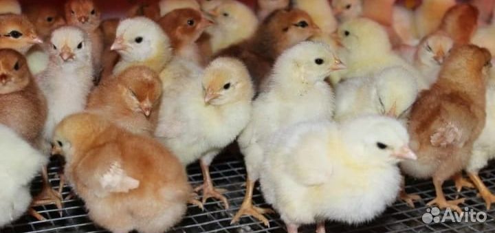 Продажа цыплят