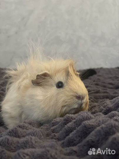 Морская свинка