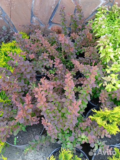 Посадочный материал, декоративные растения