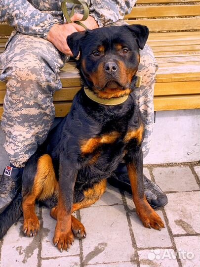 Вязка ротвейлера