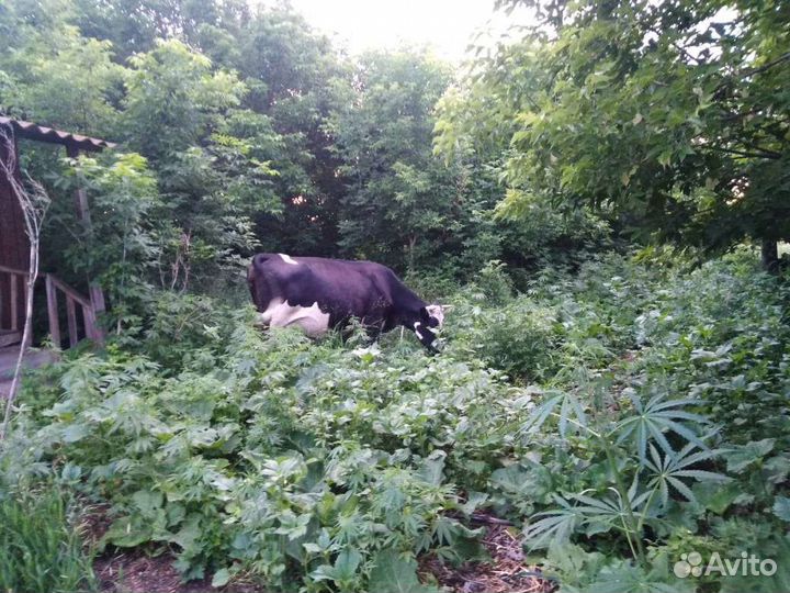 Корова дойная