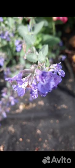 Котовник фассена уолкерс лоу