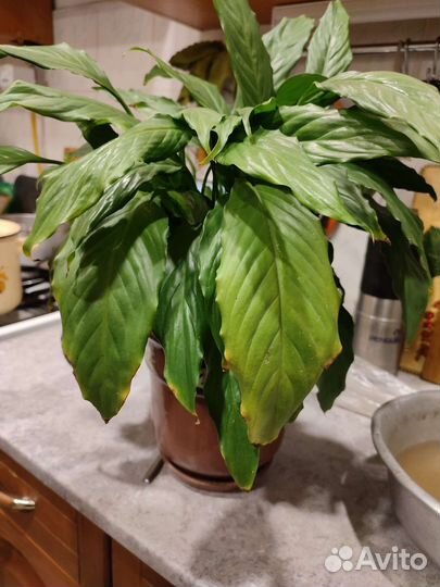 Спатифиллум