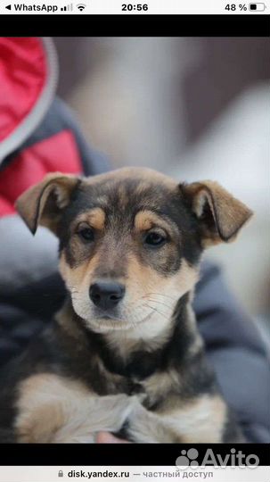 Щенок в добрые руки девочка