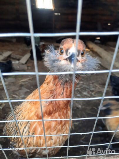 Несушки амераукана