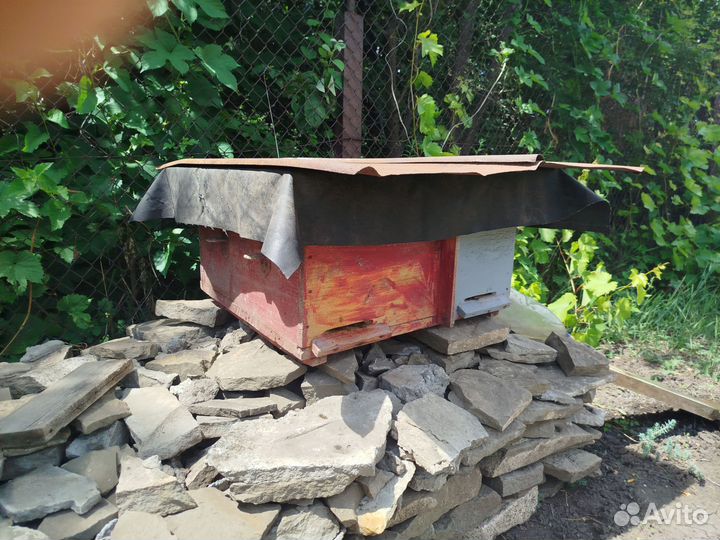 Пчелиная семья