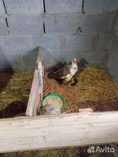 Индоутка мускусная утка