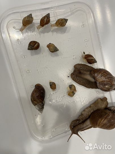 Улитки ахатины бесплатно