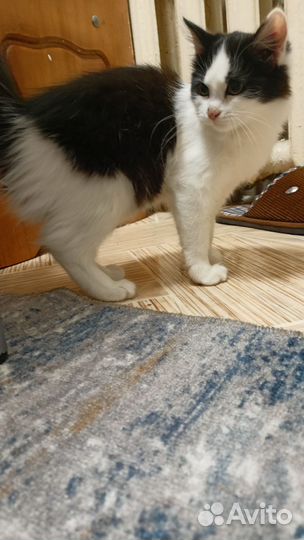 Котенок