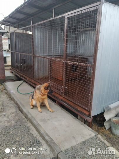 Передержка собак,кошек, дрессировка собак