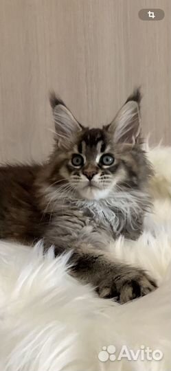 Продажа котят