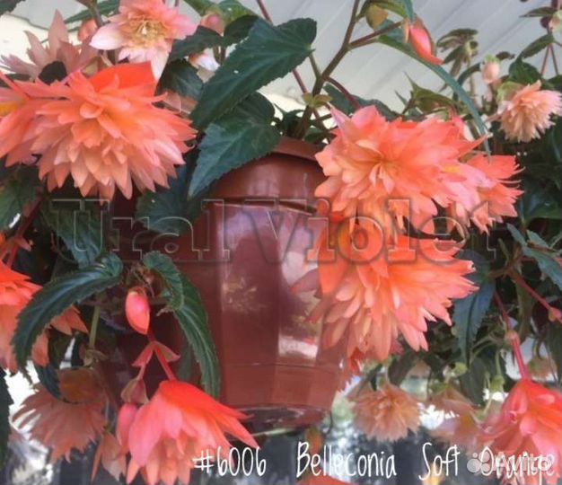 Бегония Махровая Ампельная Begonia Belleconia