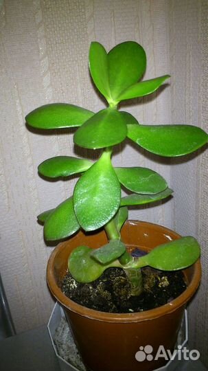 Денежное дерево