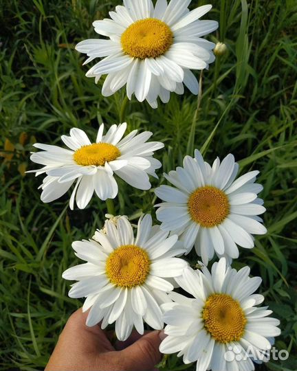 Ромашка садовая