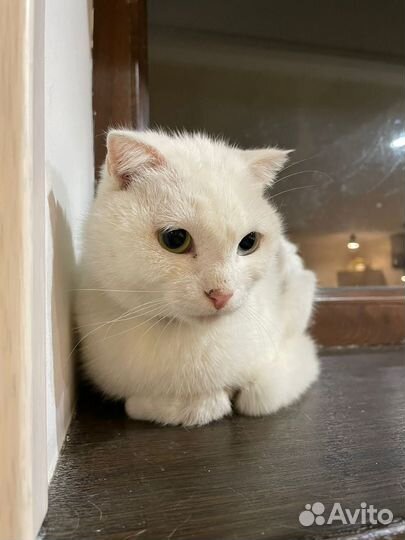 Кошки