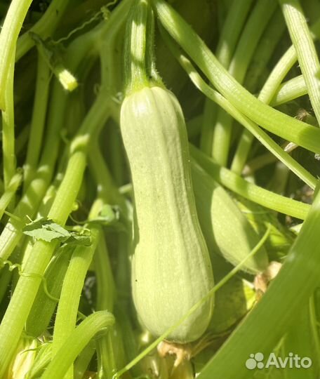 Помидоры, огурцы, кабачки