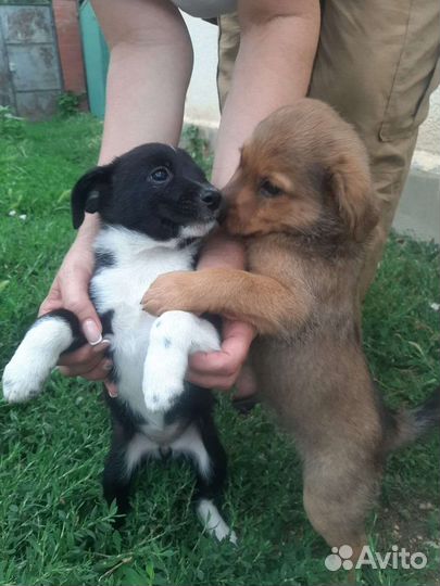 Собаки бесплатно в добрые руки щенки