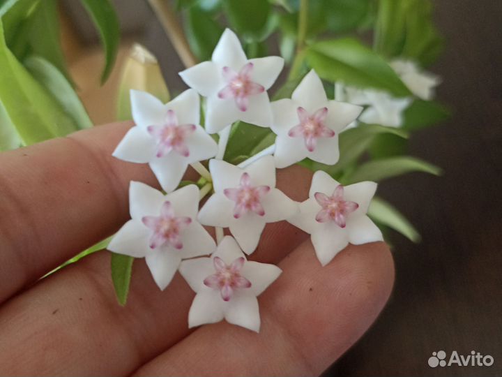 Хойя взрослая