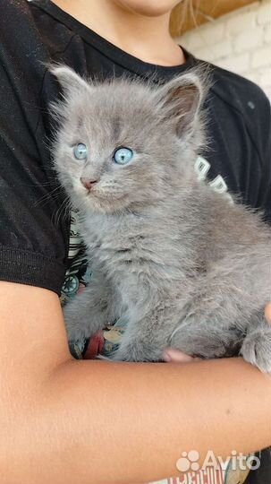 Антистрессы