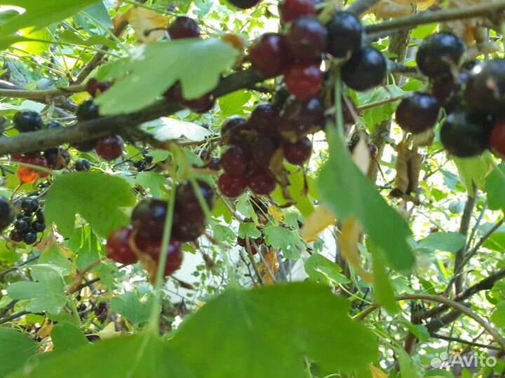 Саженцы черной смородины, взрослые с Зкс