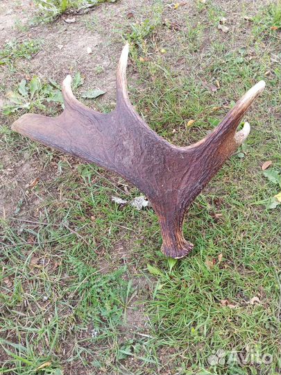 Продам рога лося