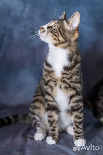 Котик в добрые руки