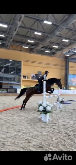 Обучение верховой езде / катание на лошади