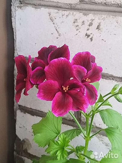 Пилея кадье,пеларгония