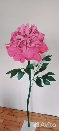 Пион садовый