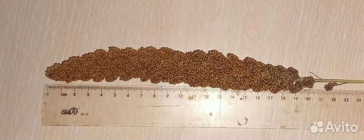 Чумиза - лакомство для птиц