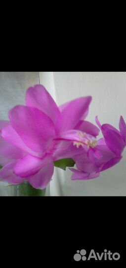 Декабрист Шлюмбергера и Рипсалидопсис