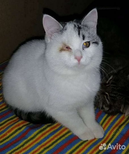 Sosкотик без глазика ищет семью