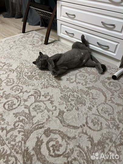 Отдам Малыша в хорошие руки